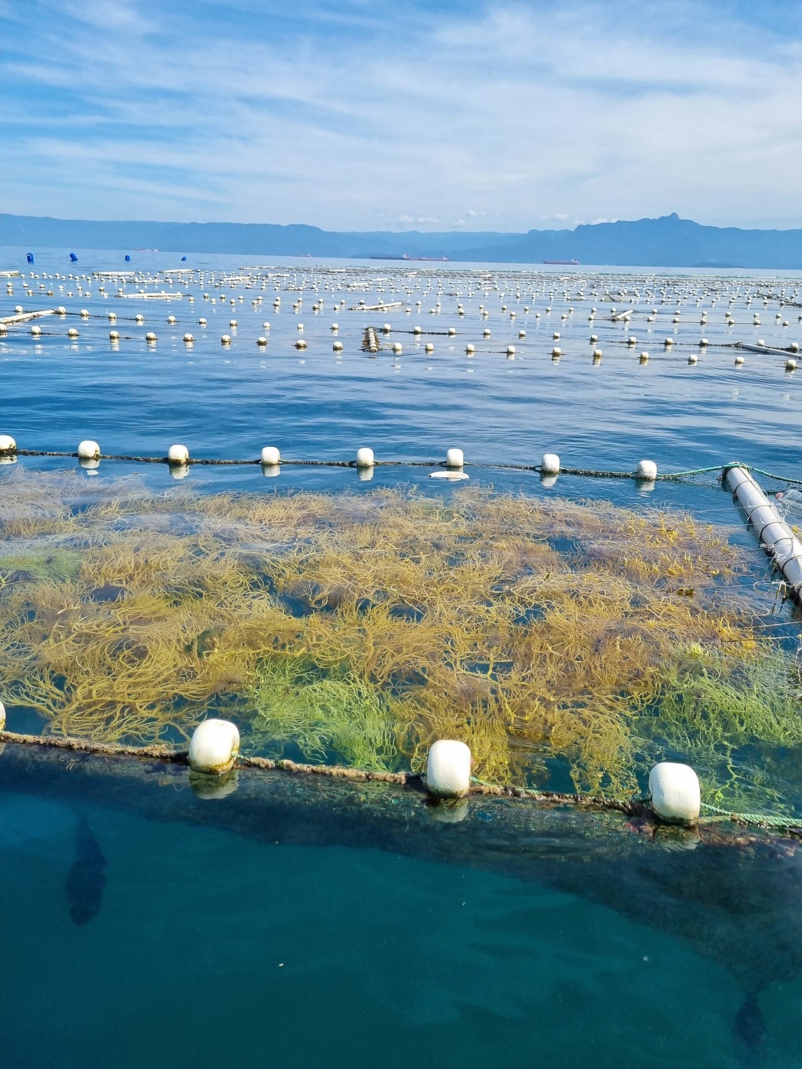 Parcerias viabilizam plano de produção de fibras têxteis de algas vermelhas e impulsionam a economia azul