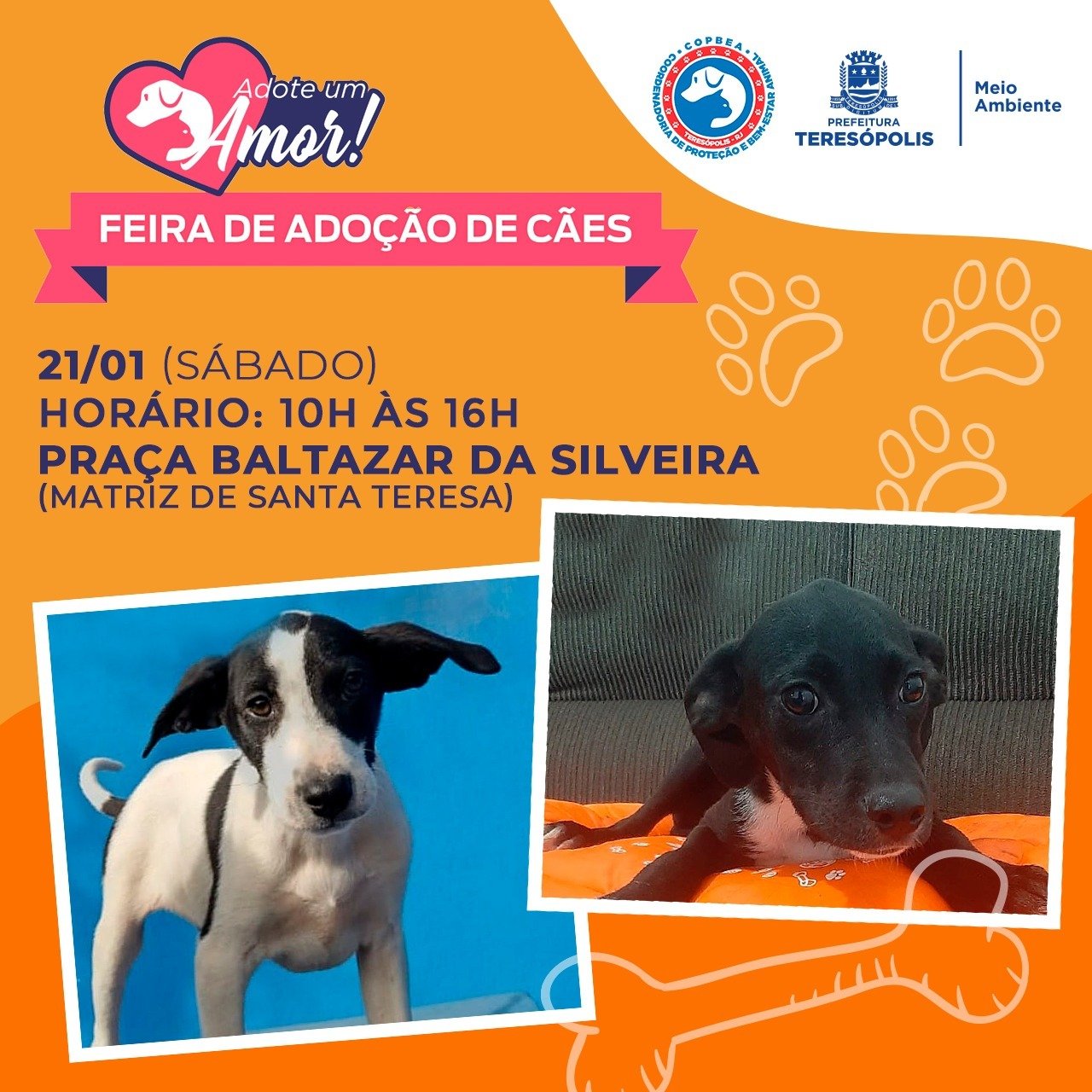 “Adote um Amor”: feira de adoção de cães acontece neste sábado em Teresópolis