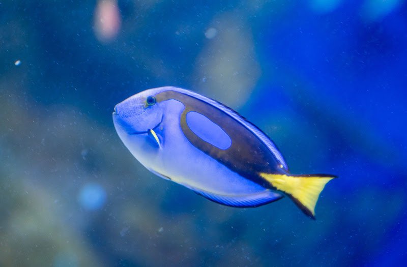 AquaRio promove Sessão Azul com entrada gratuita para pessoas com autismo no dia 8 de junho AquaRio promove Sessão Azul com entrada gratuita para pessoas com autismo no dia 8 de junho
