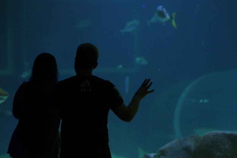No AquaRio, “O Amor está no Mar”: casais têm desconto no dia dos namorados No AquaRio, “O Amor está no Mar”: casais têm desconto no dia dos namorados